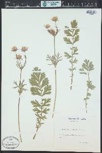 Geum triflorum image