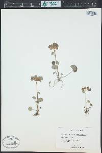 Chrysosplenium alternifolium image