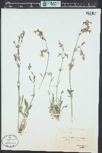 Silene nutans image