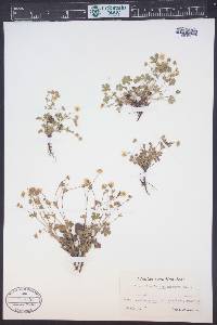 Potentilla grandiflora image