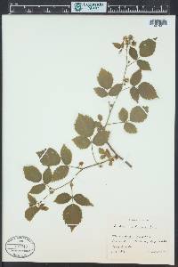 Rubus idaeus subsp. melanolasius image