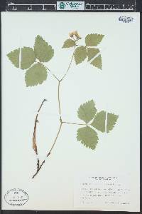 Rubus arcticus image