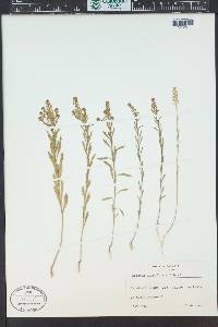 Lepidium densiflorum image