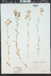 Thlaspi arvense image