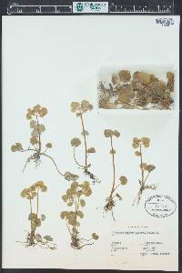 Chrysosplenium alternifolium image