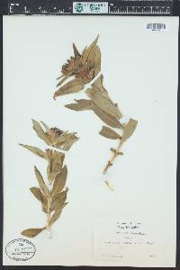 Gentiana cruciata image