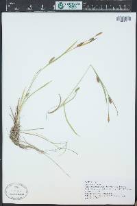 Carex crawei image