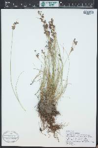 Juncus gerardii image