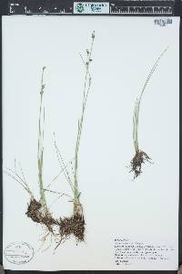 Juncus compressus image