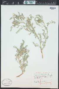 Astragalus agrestis image