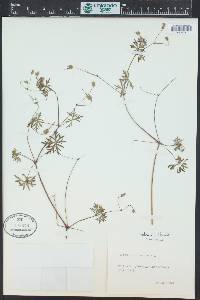 Geranium columbinum image