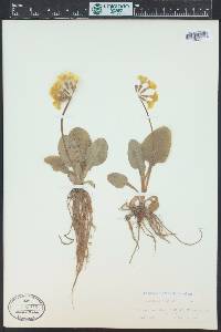 Primula elatior image