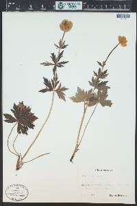 Trollius europaeus image