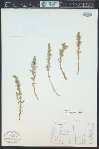 Lysimachia maritima image