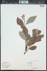 Salix caprea image