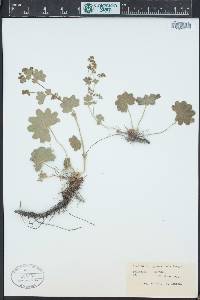 Alchemilla glomerulans image