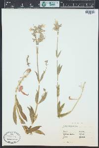 Silene vulgaris image