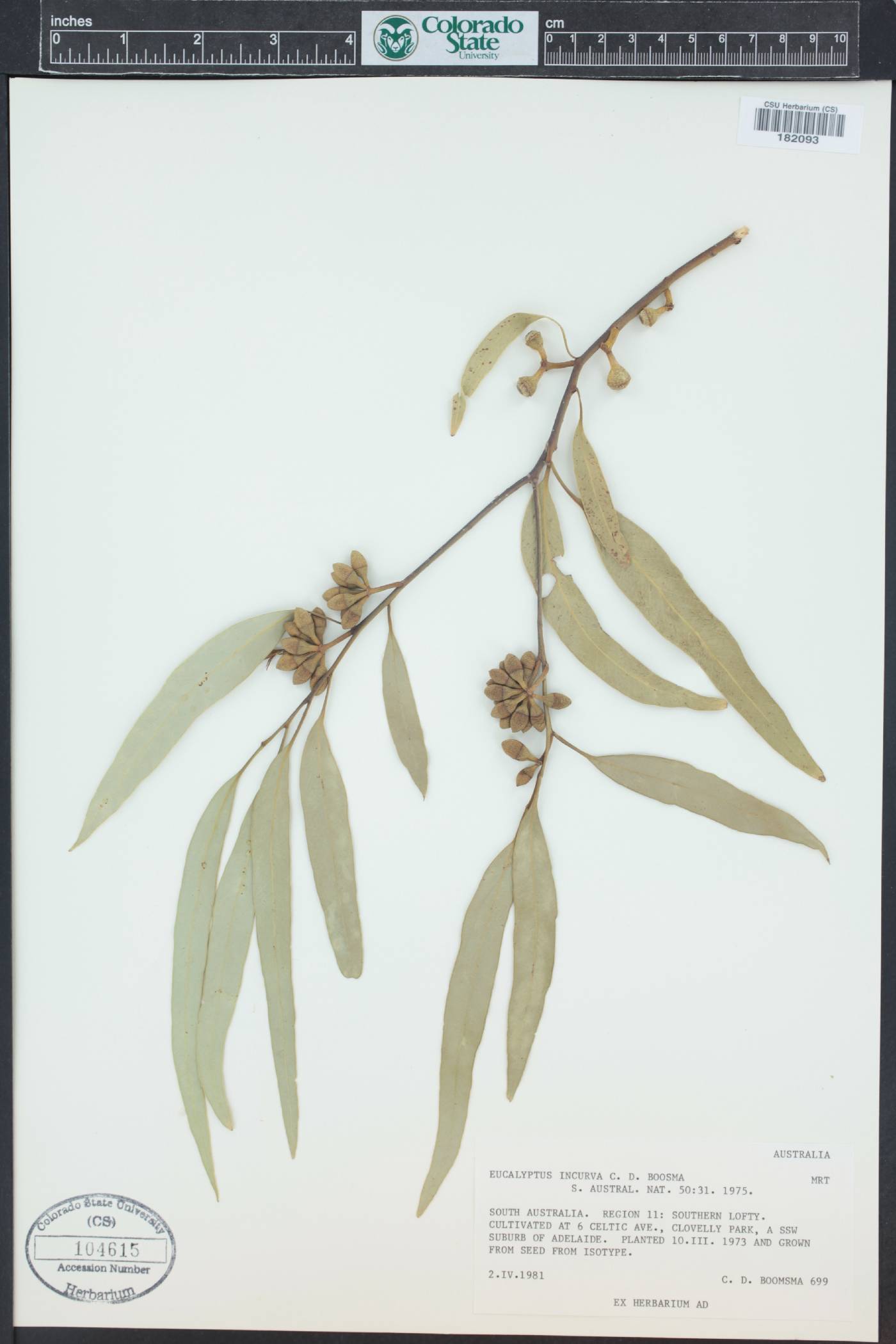 Eucalyptus incurva image