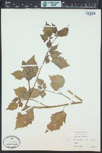 Physalis angulata image