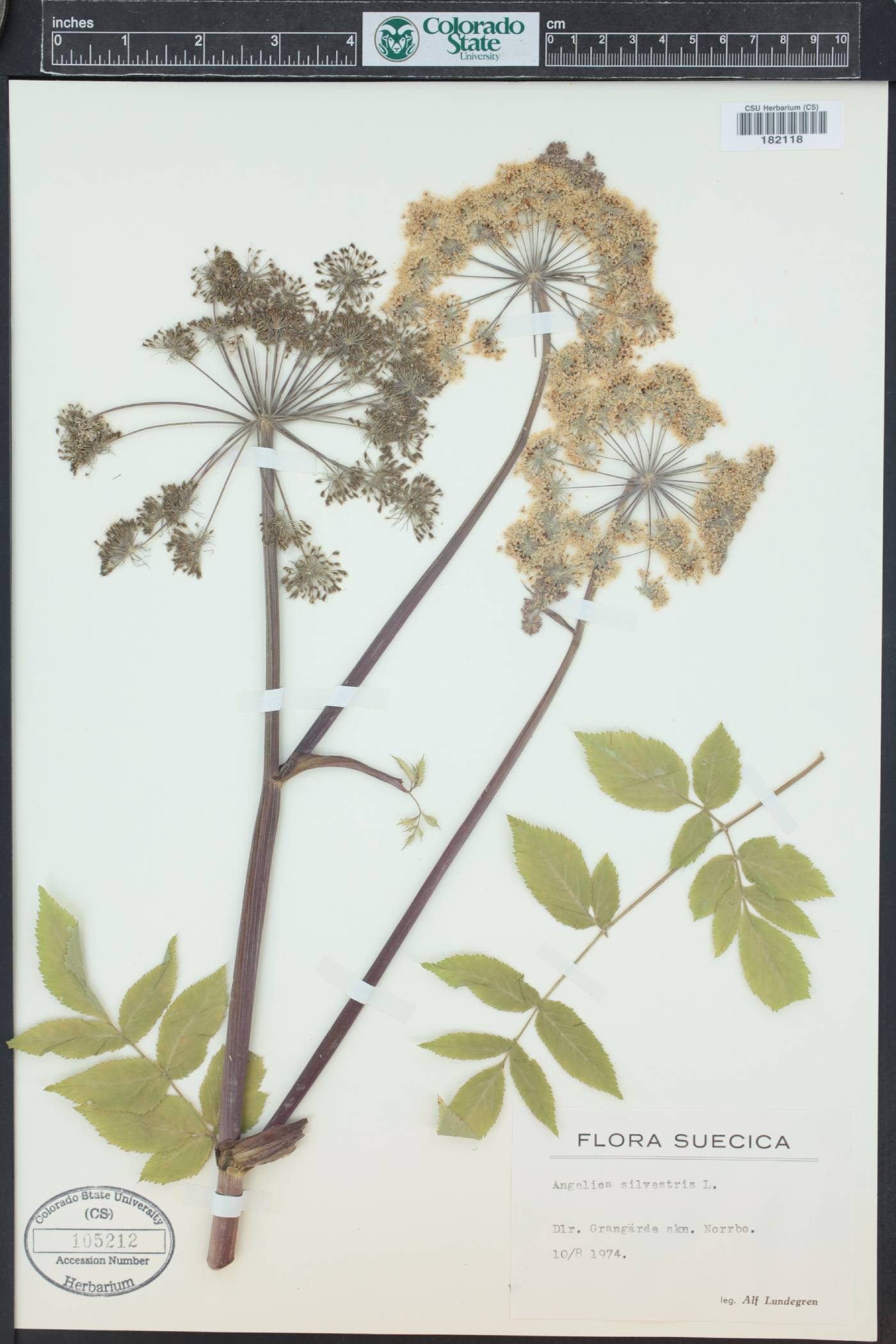 Angelica sylvestris image