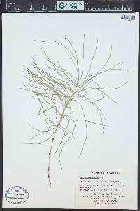 Equisetum pratense image