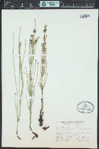 Equisetum palustre image