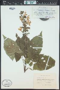 Salvia glutinosa image