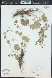 Alchemilla glomerulans image