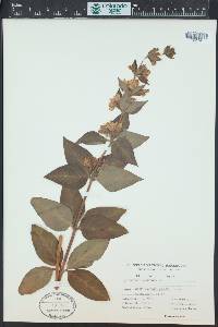 Lysimachia punctata image