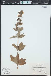 Lysimachia verticillaris image