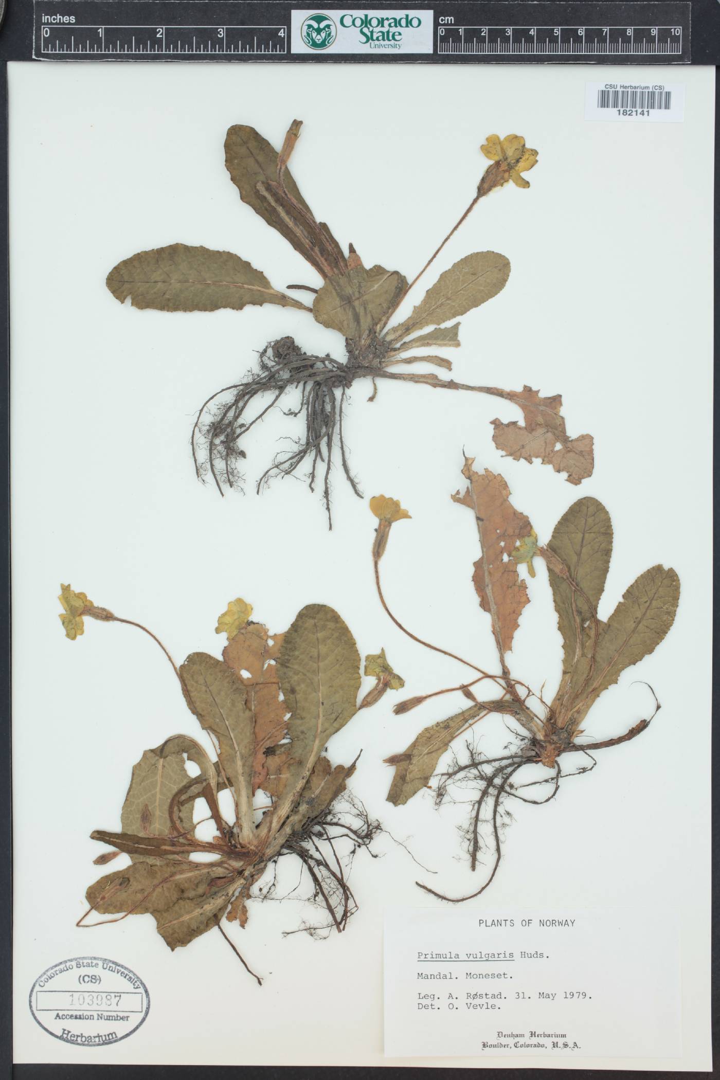 Primula vulgaris image