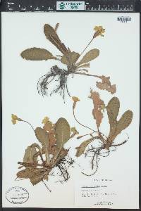 Primula vulgaris image