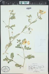 Kallstroemia grandiflora image