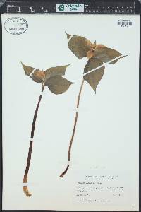 Trillium undulatum image