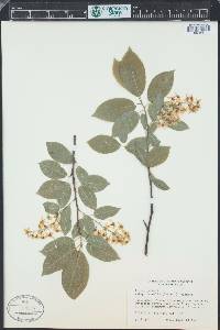 Prunus padus image