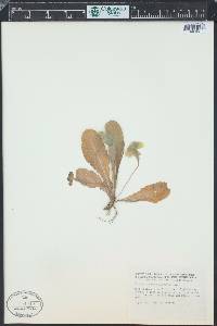 Primula vulgaris image