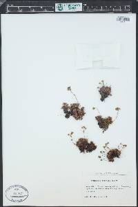 Saxifraga exarata subsp. moschata image