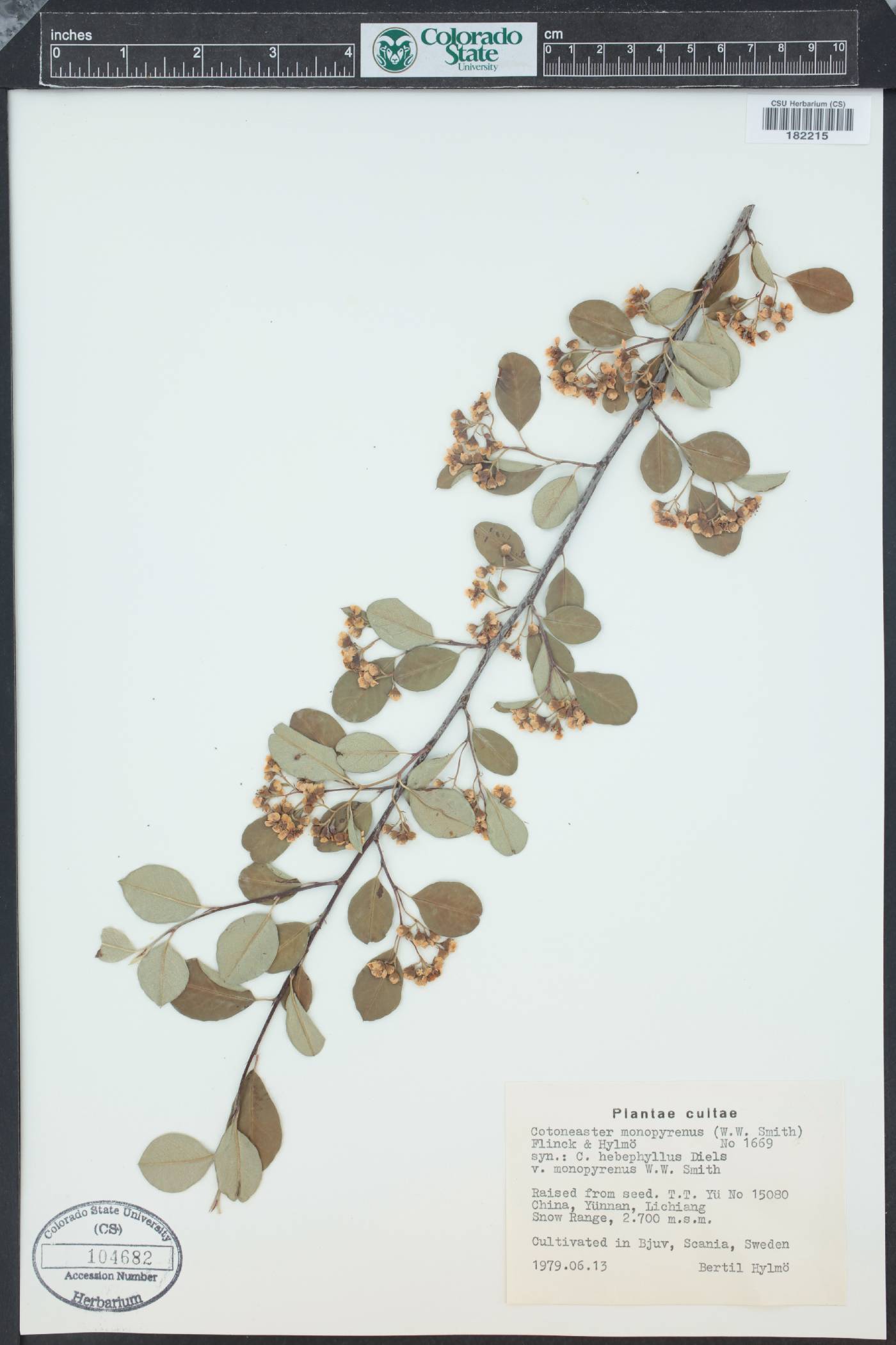 Cotoneaster monopyrenus image