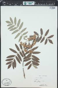 Sorbus aucuparia image