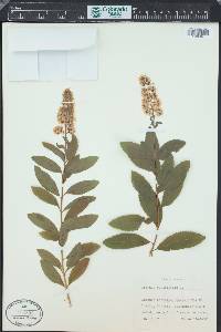 Spiraea salicifolia image