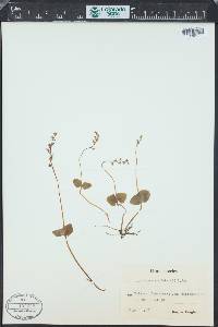 Listera cordata image