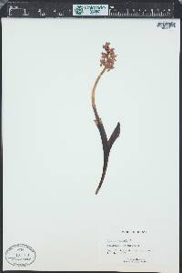 Orchis mascula image