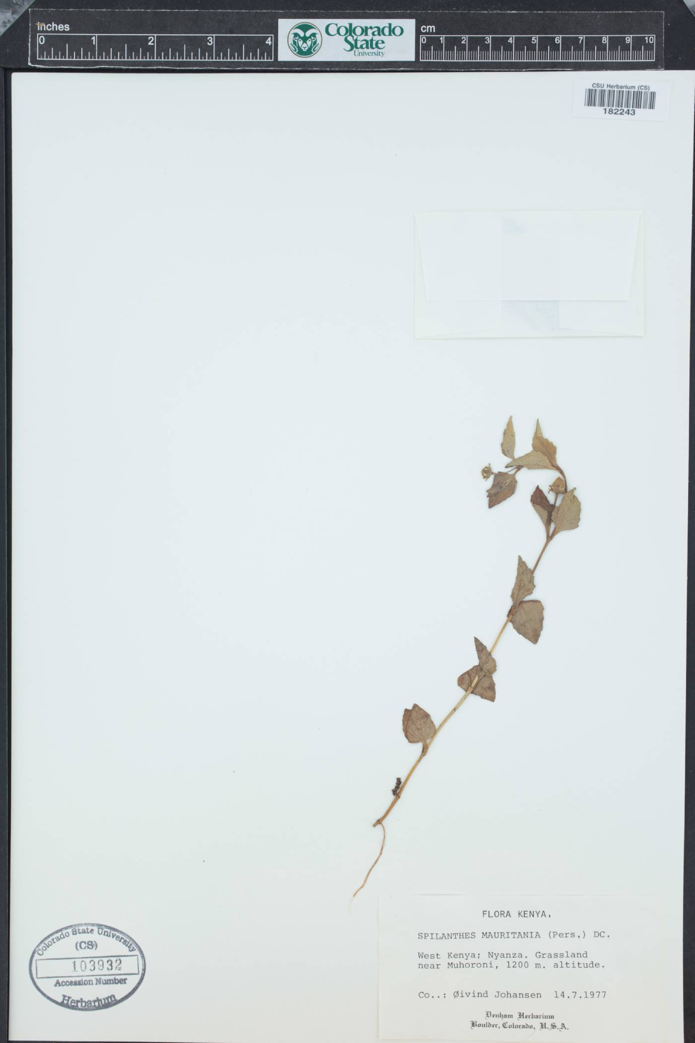 Acmella caulirhiza image