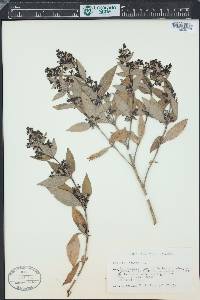 Phyllis nobla image