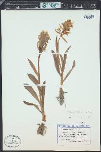 Dactylorhiza romana image