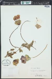 Cobaea scandens image