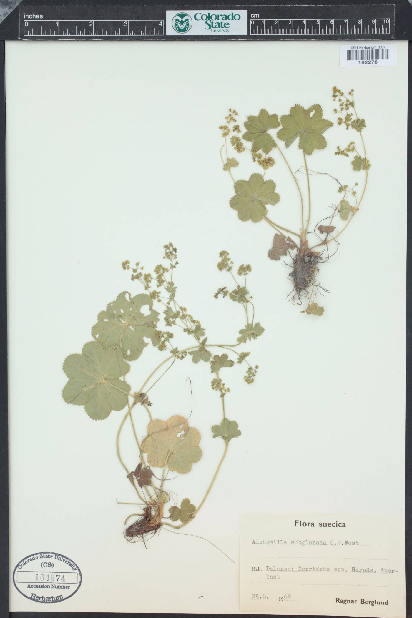 Alchemilla subglobosa image