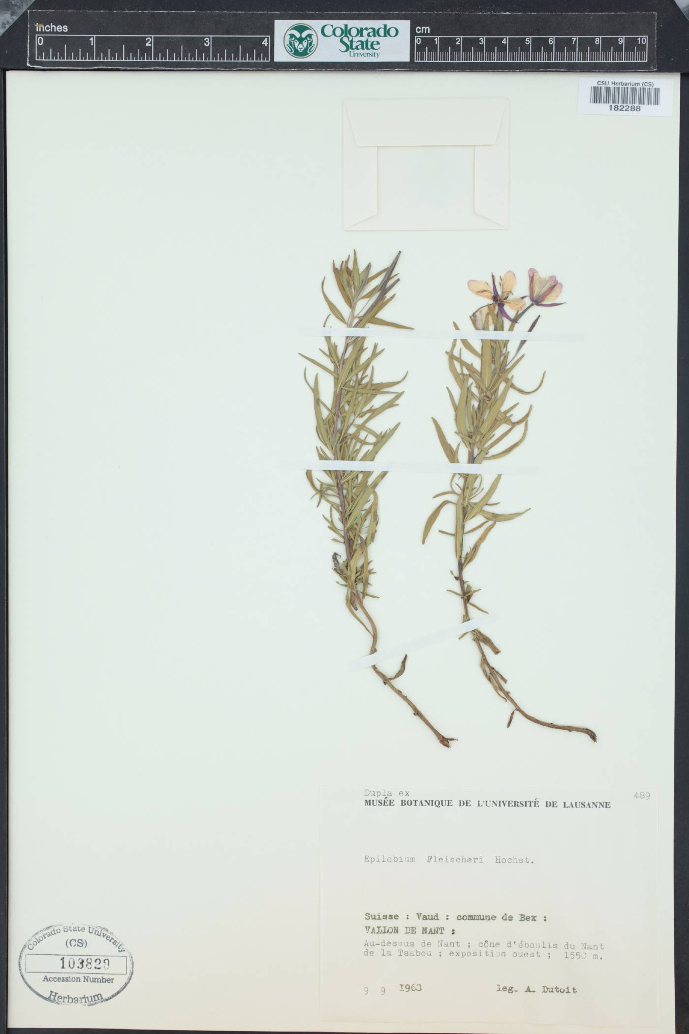 Epilobium fleischeri image