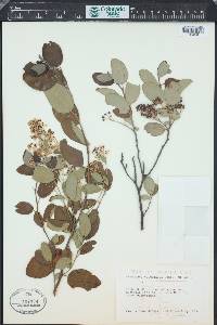 Ceanothus velutinus image