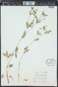 Potentilla thuringiaca image